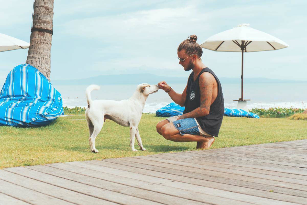 Picture of a dog
