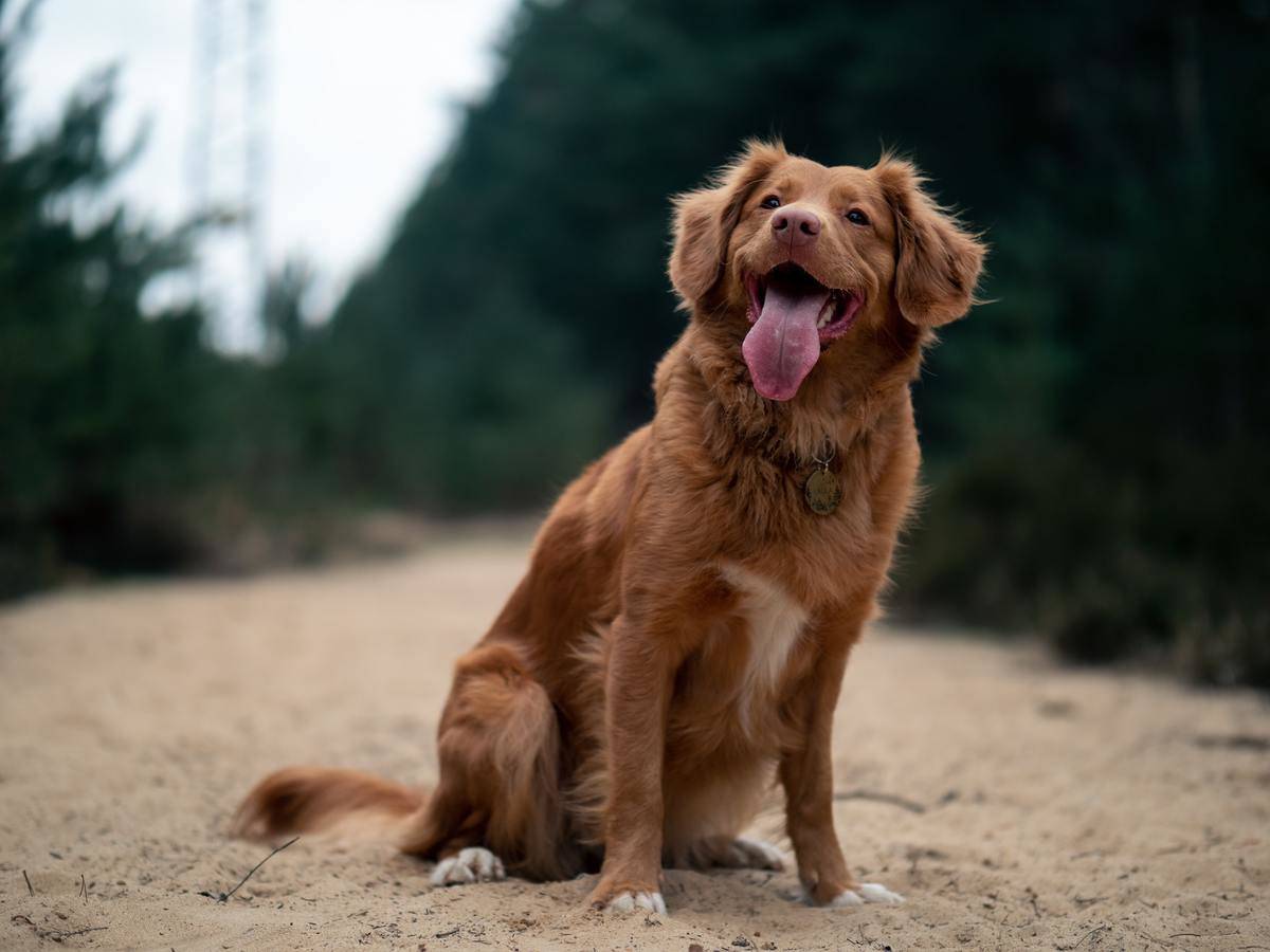 Picture of a dog