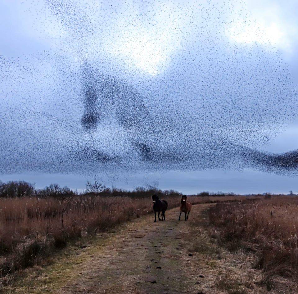 flock of birds looks like a horse