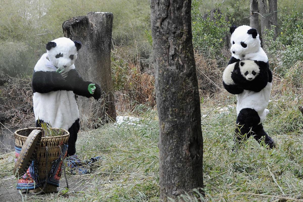 Zoo-keepers dressed up as giant pandas attempt to put Cao Gen the panda cub into a basket on February 20, 2011 in Wolong, Sichuan Province of China.