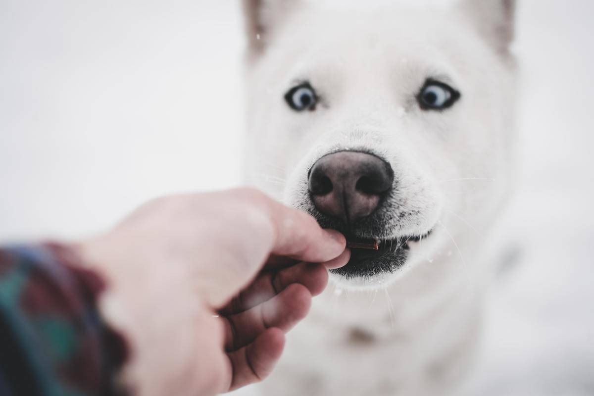 Picture of a dog