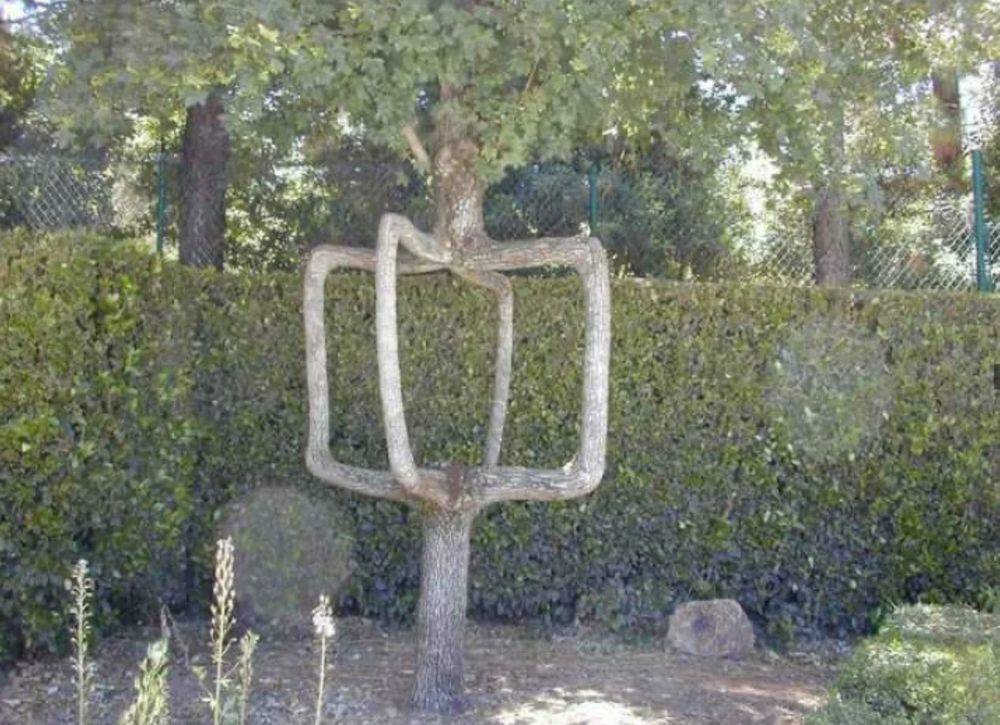 tree trunk split into four 