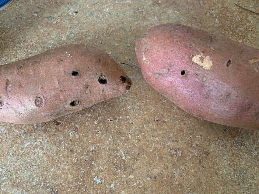 holes in sweet potato