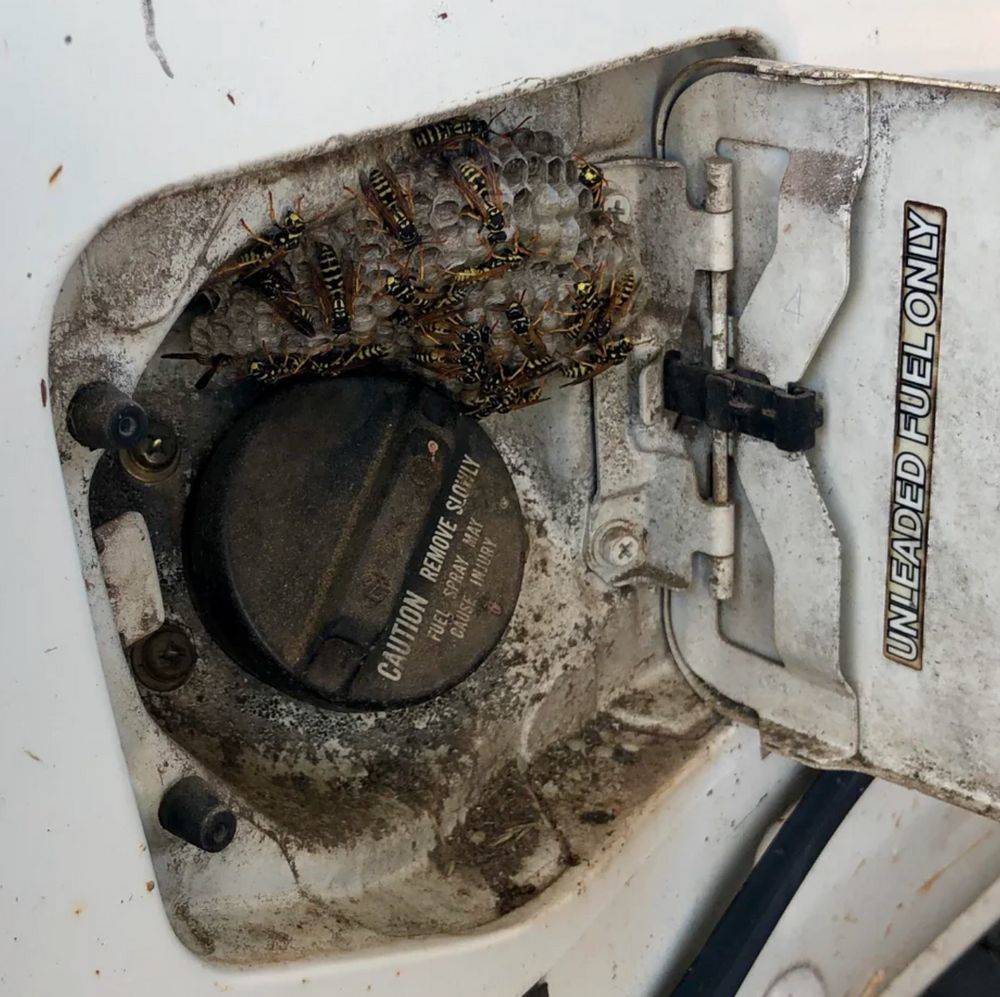 wasps in gas tank