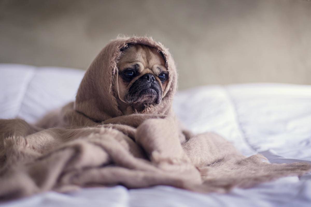 Picture of a dog