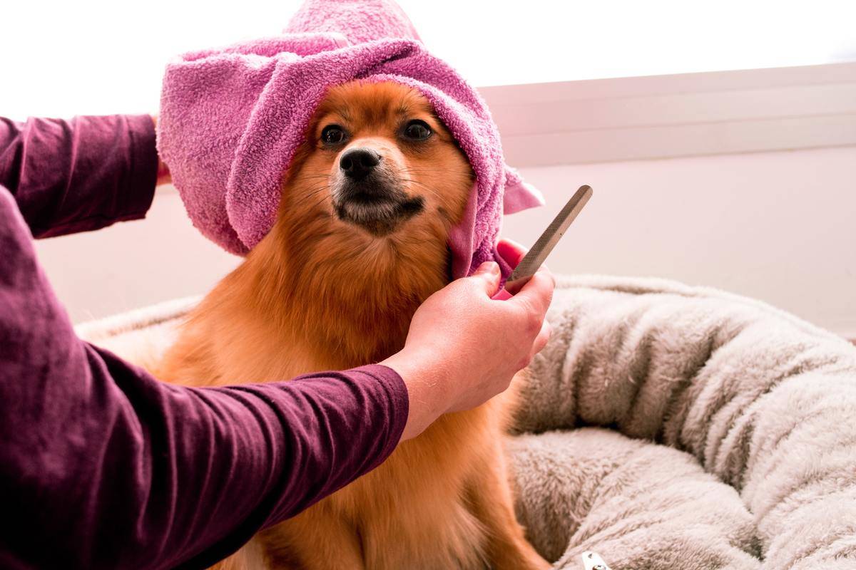 Picture of a dog