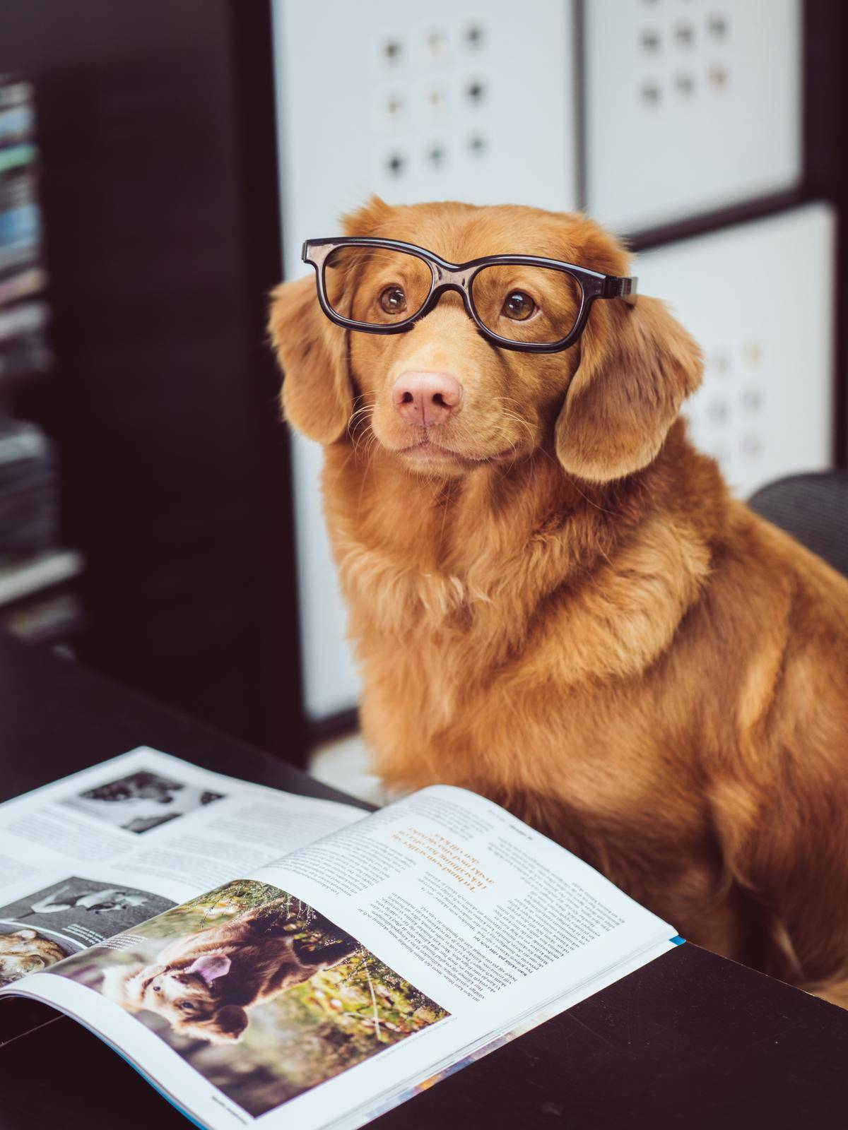 Picture of a dog