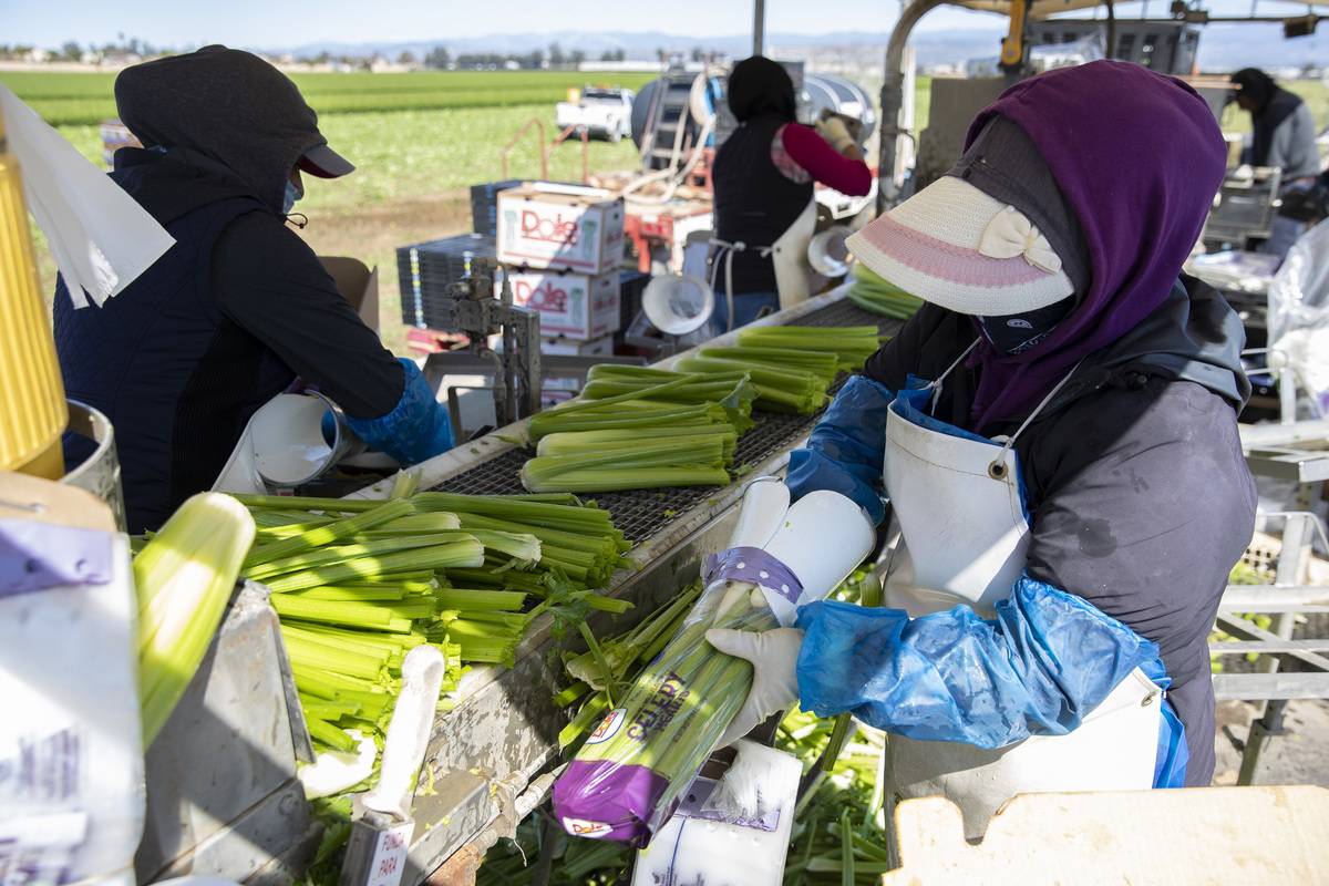 Agriculture Workers harvest celery for both American and export consumption