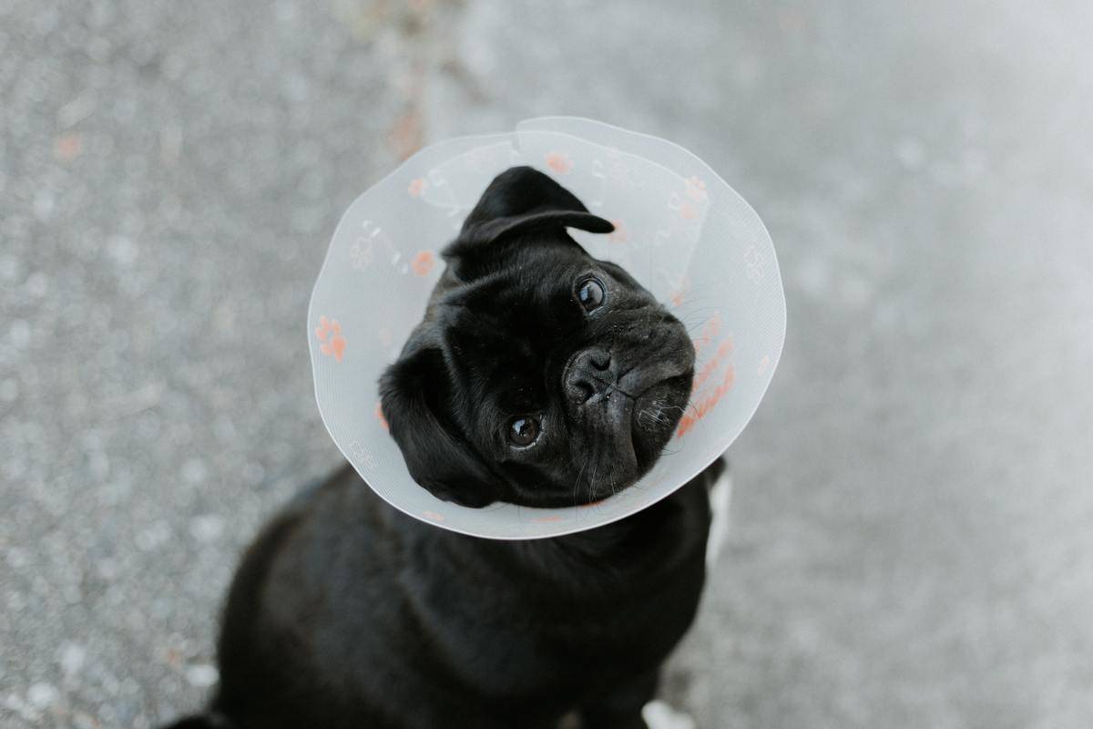 Picture of a dog