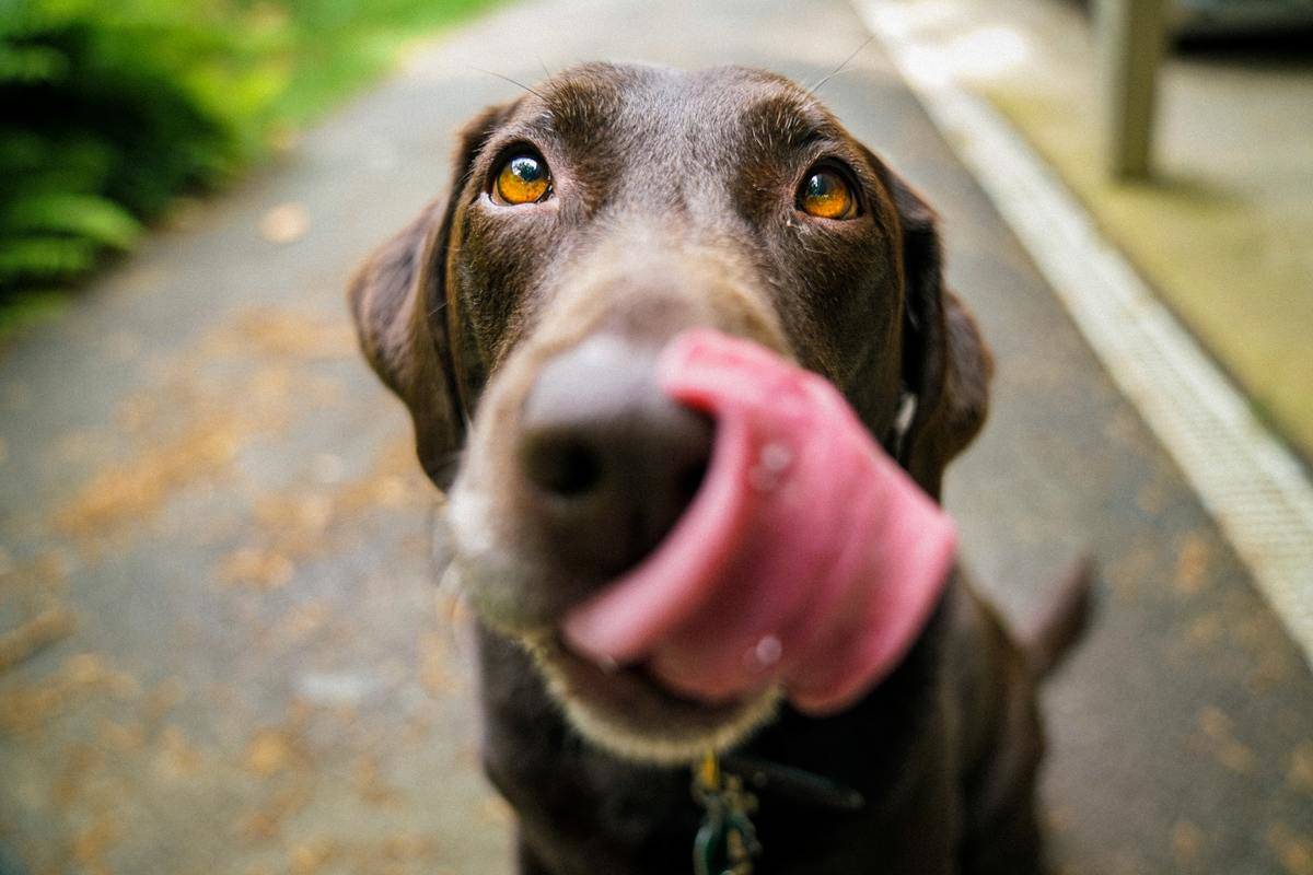 Picture of a dog