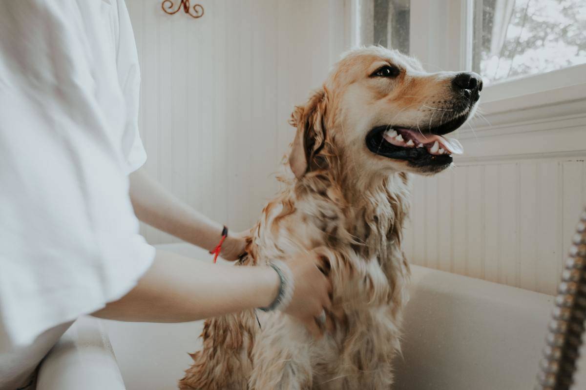 Picture of dog