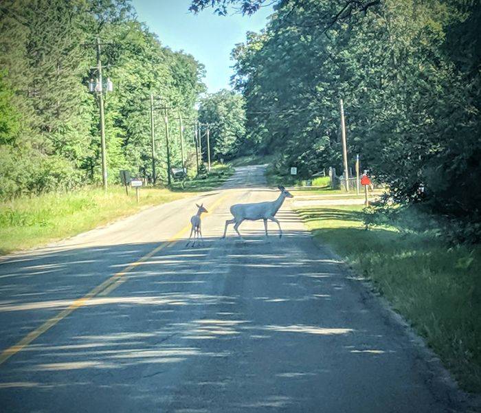 albino doe and fawn on road
