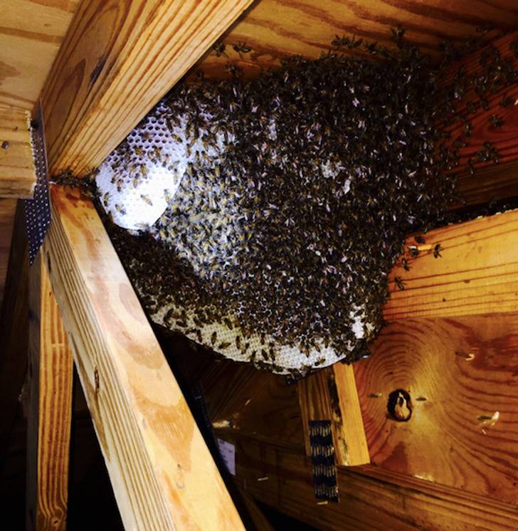 gigantic beehive in attic