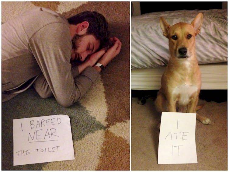 barfing and eating the barf