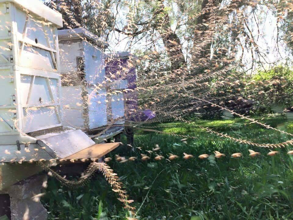 beehive timelapse