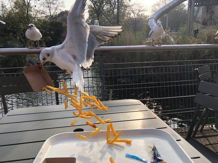 bird stealing food