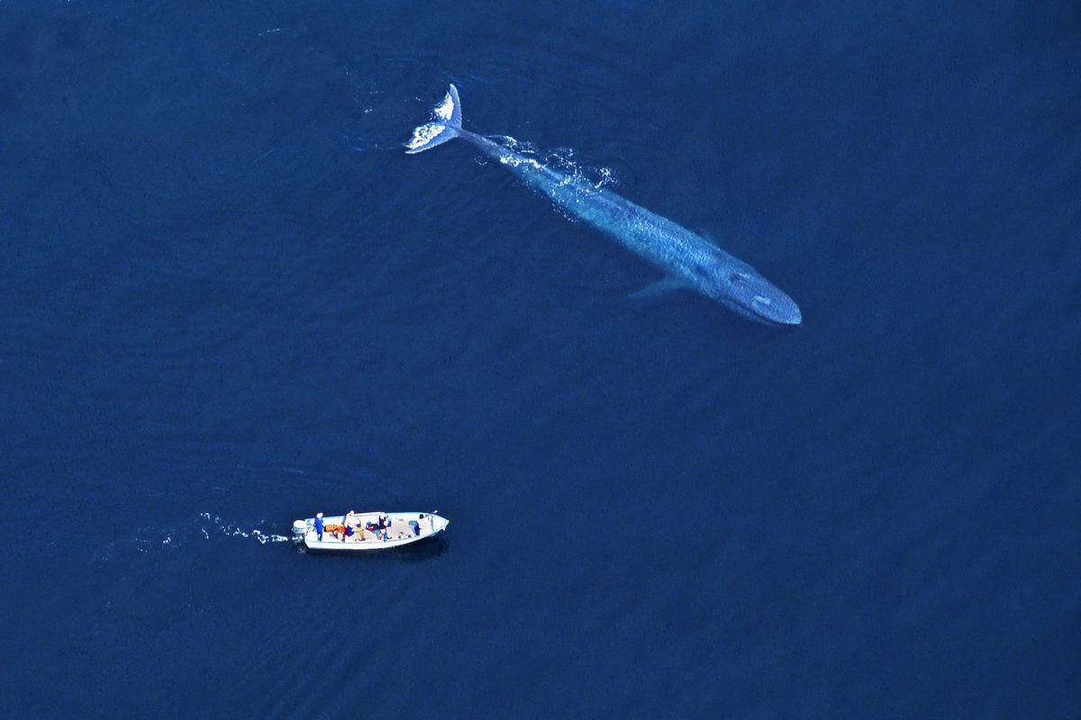 A blue whale swims by a boat.