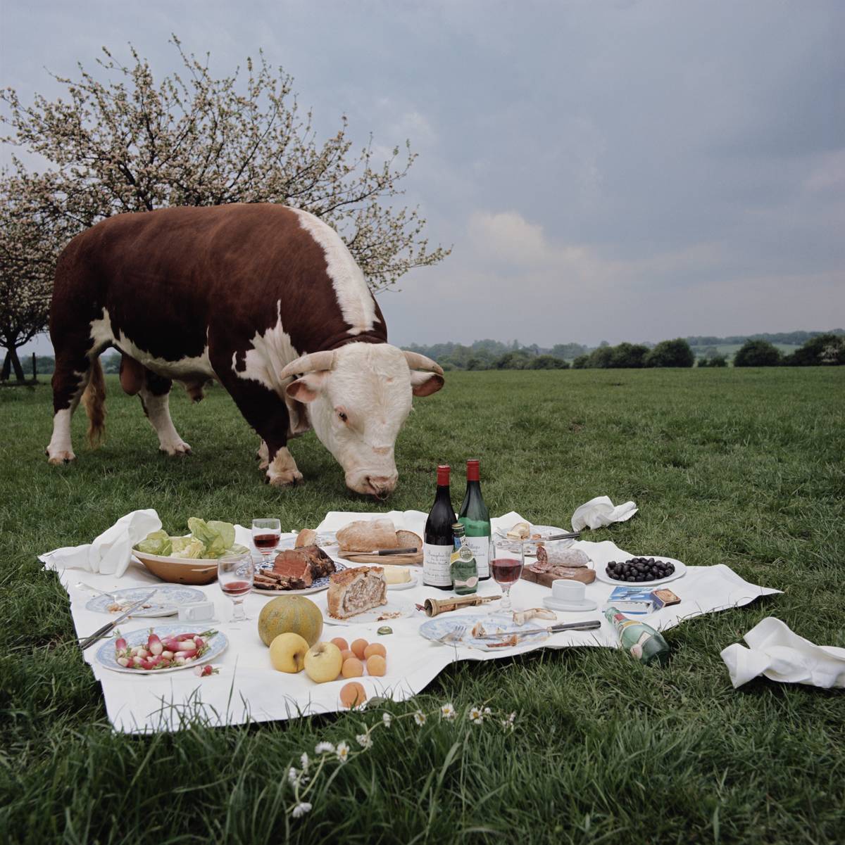 Bull At A Picnic