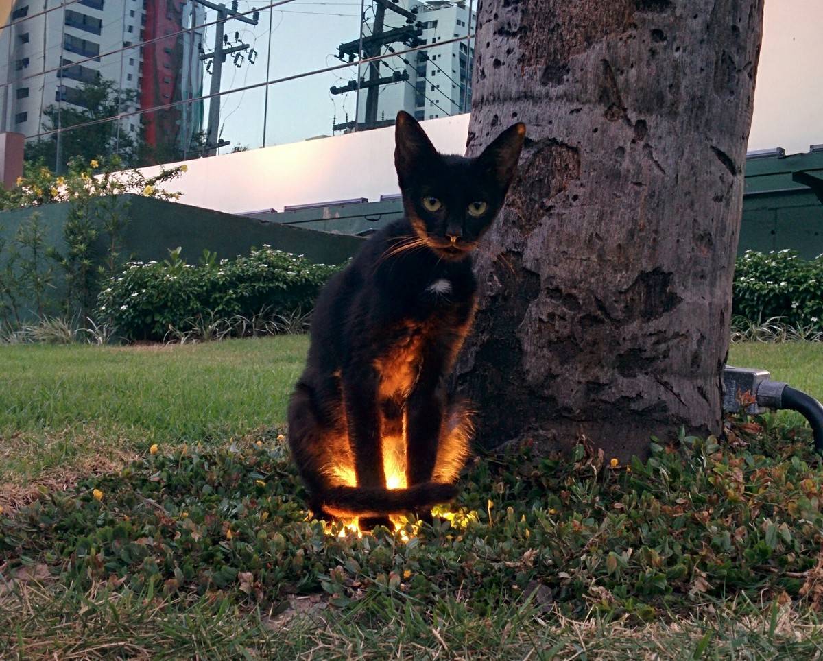 cat sitting on grass with light glowing from the ground