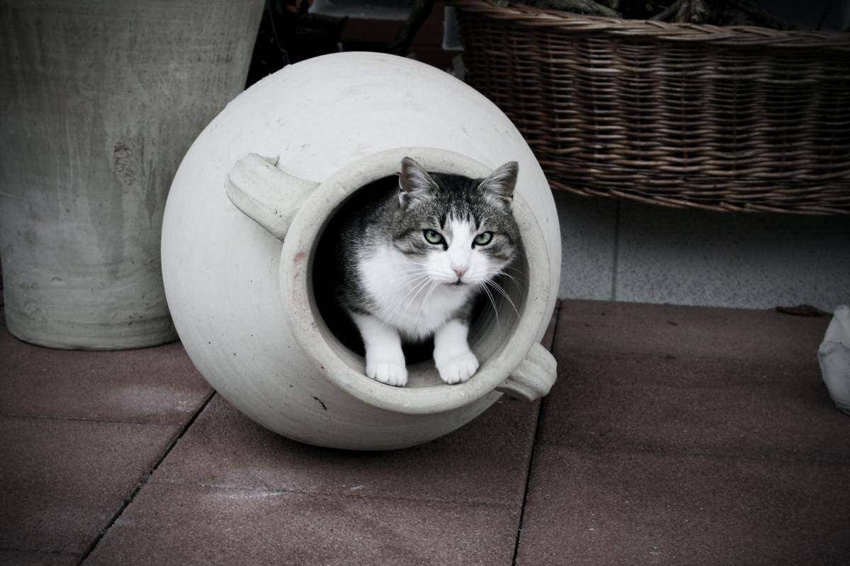 cat-in-a-pot