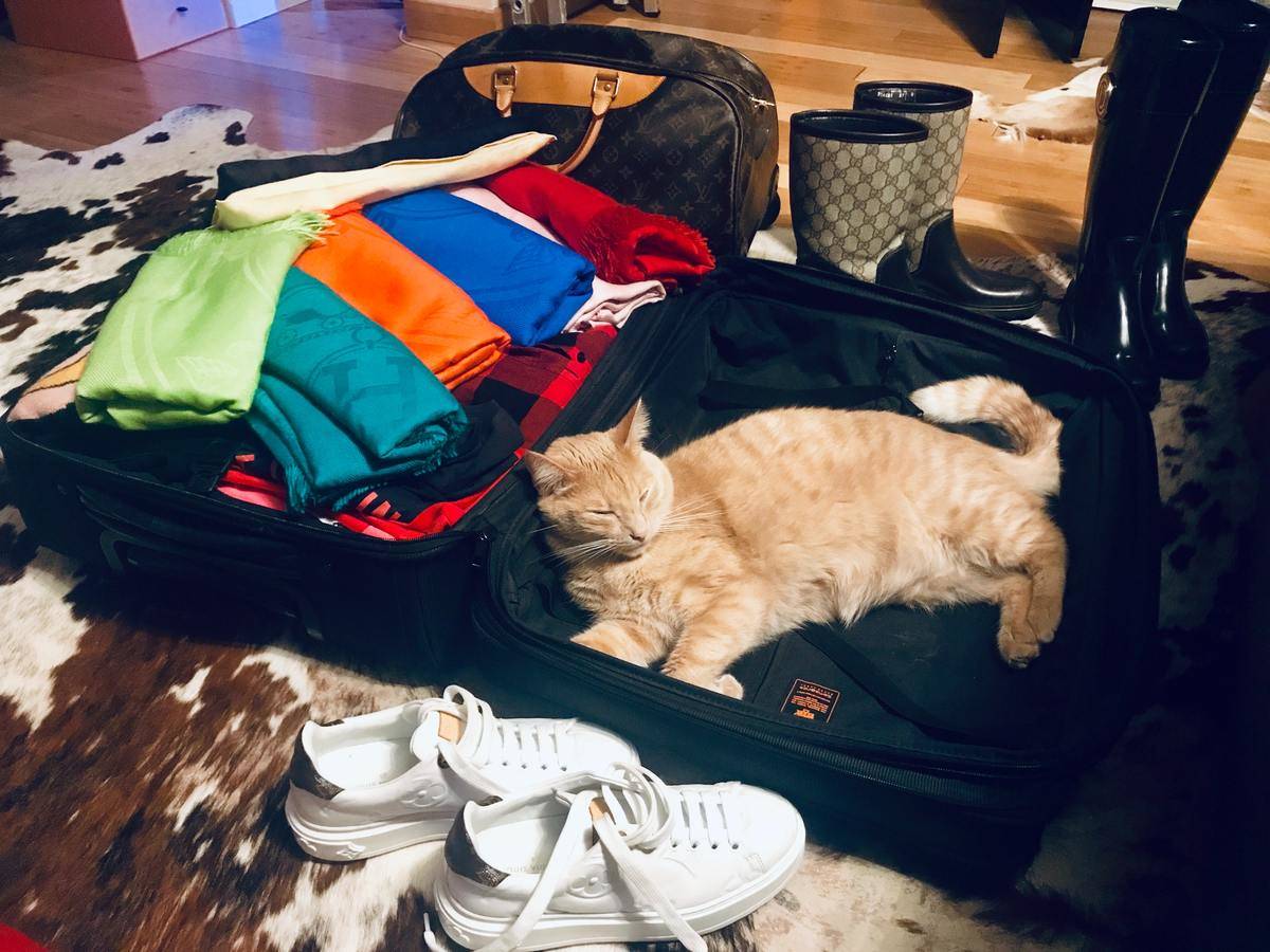 cat-in-suitcase