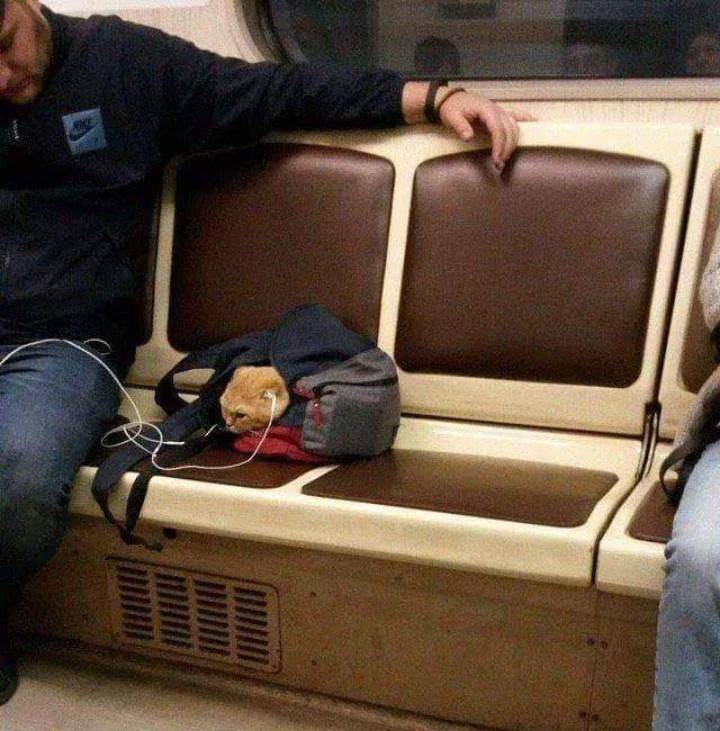guy's cat listening to music with headphones on from his backpack on the subway