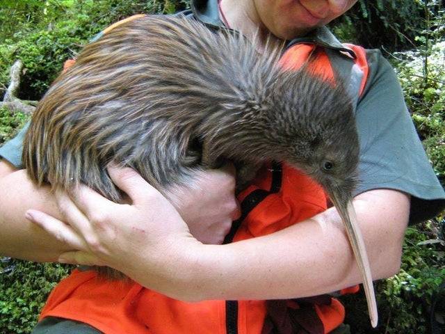 manholding kiwi bird
