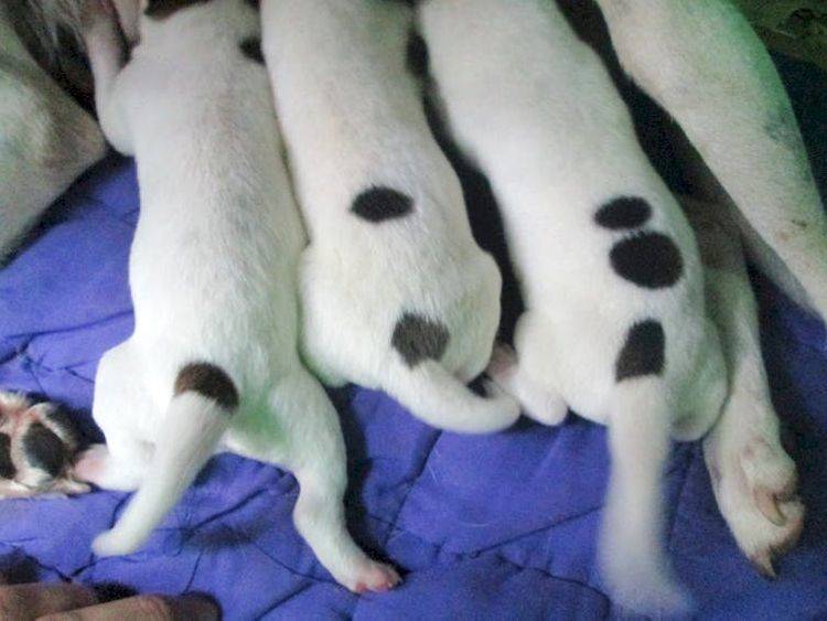 puppies with increasing number of spots