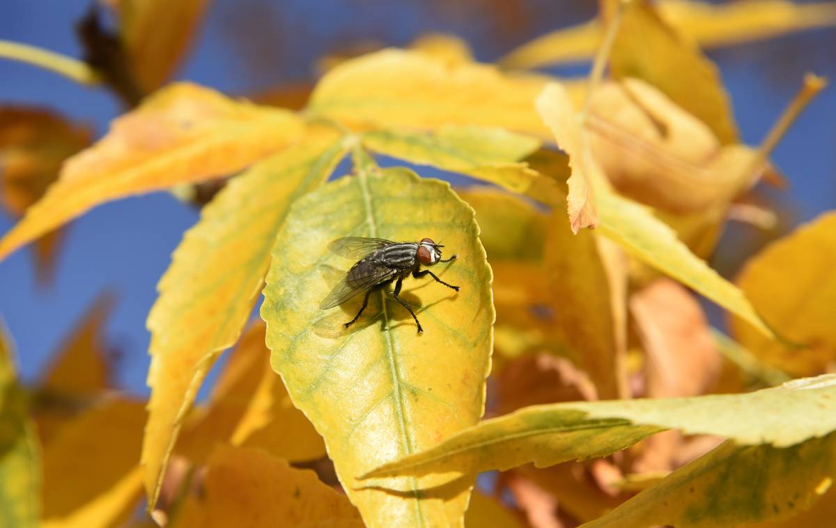 Common housefly in the United States