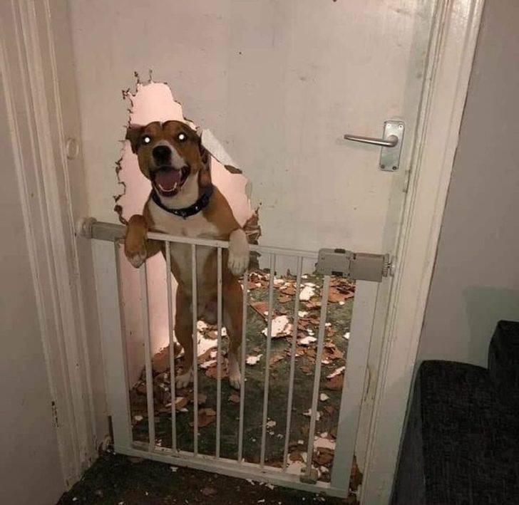 dog attacking the door
