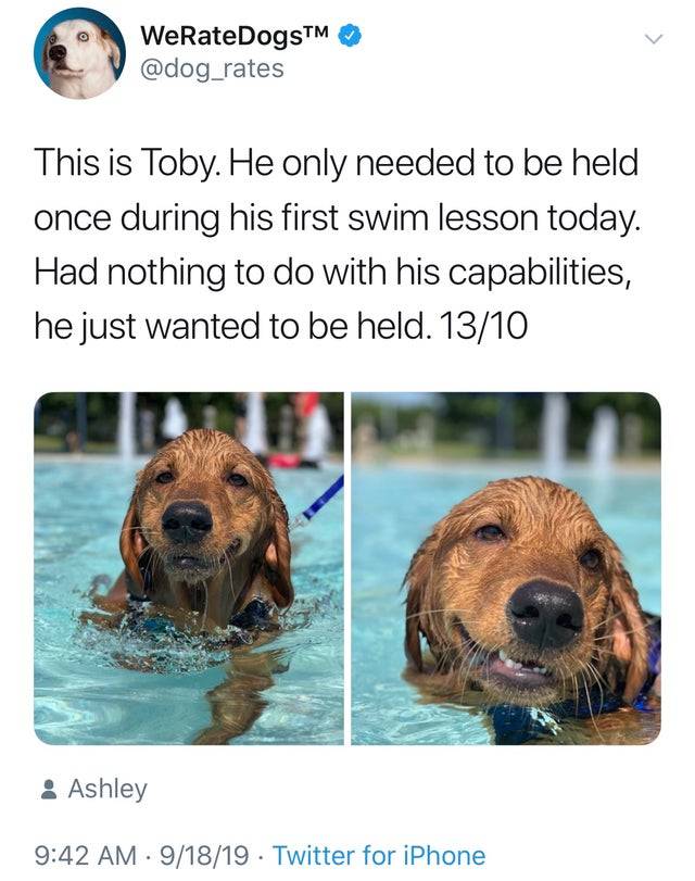 a tweet about a dog names toby who only needed to be held once during swimming lessons