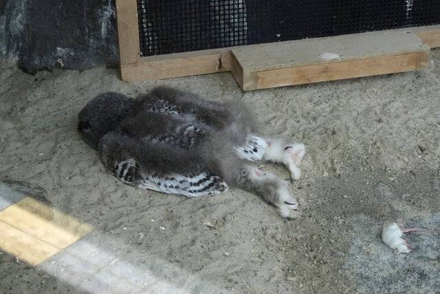 baby owl lying on the ground
