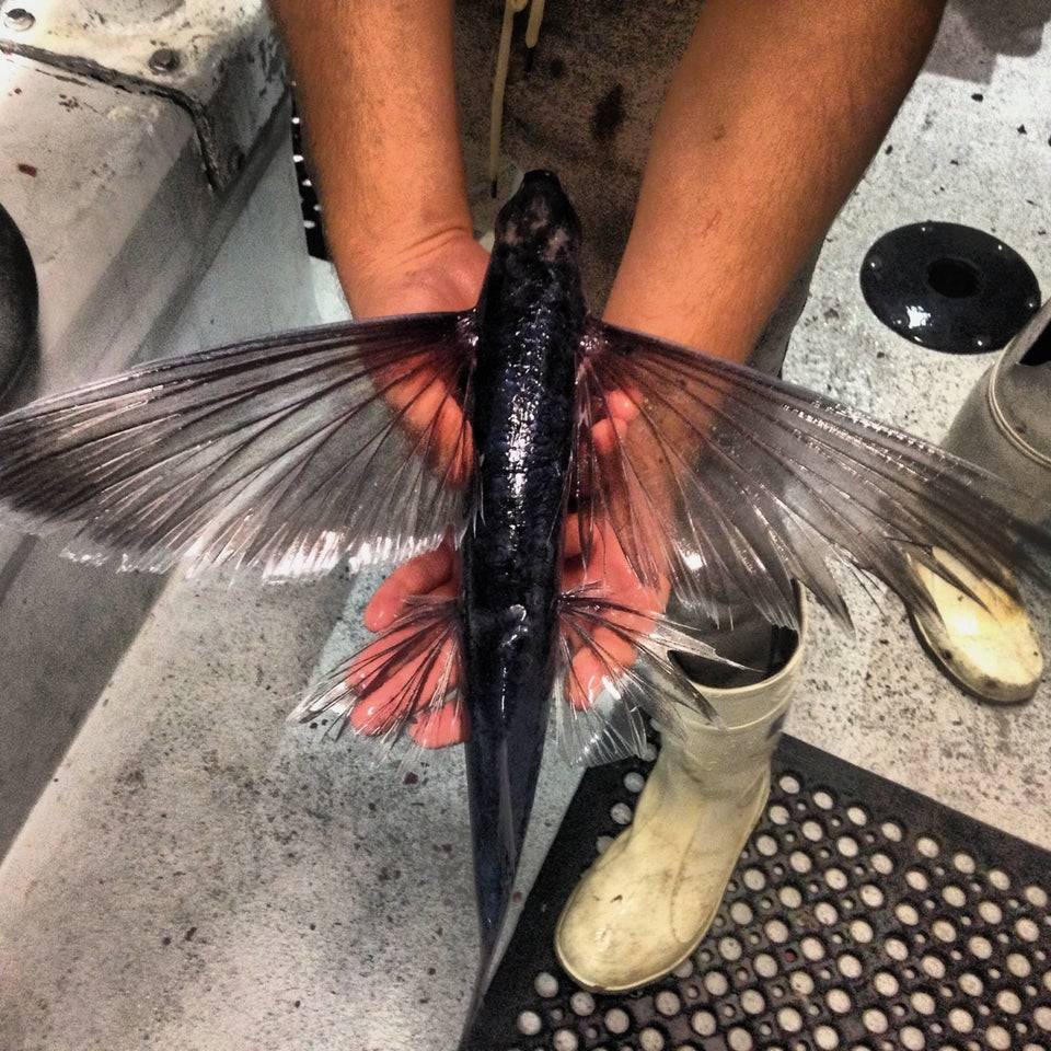 fish with wings