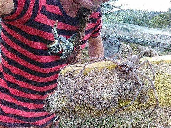 woman posing with giant spider