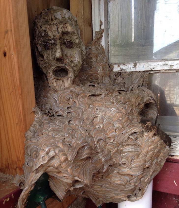 hornet nest outside