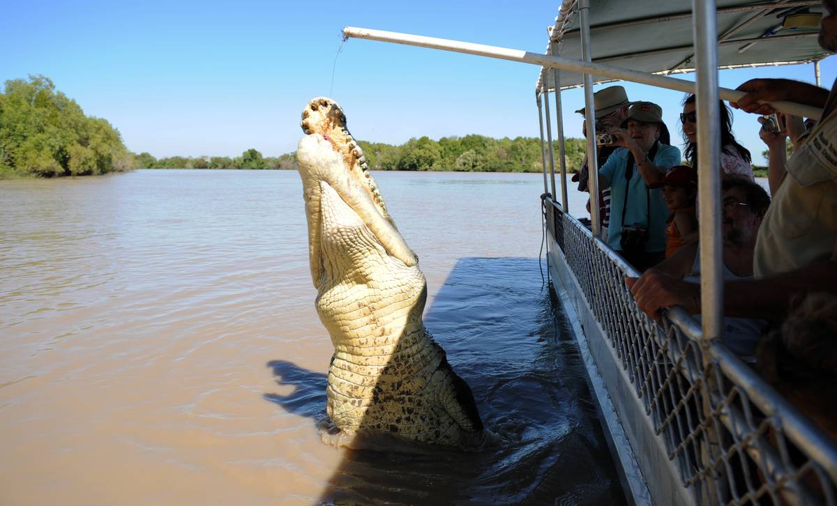 jumping crocodile tours seen here just an hour out of Darwin