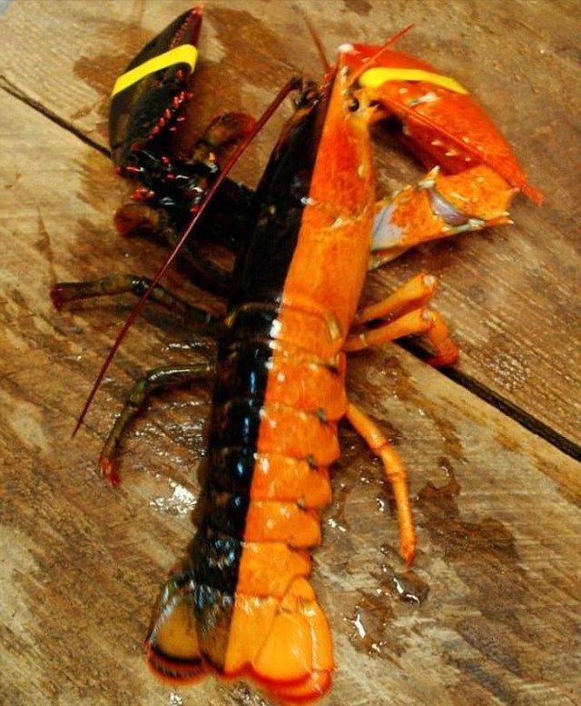 lobster half red half black