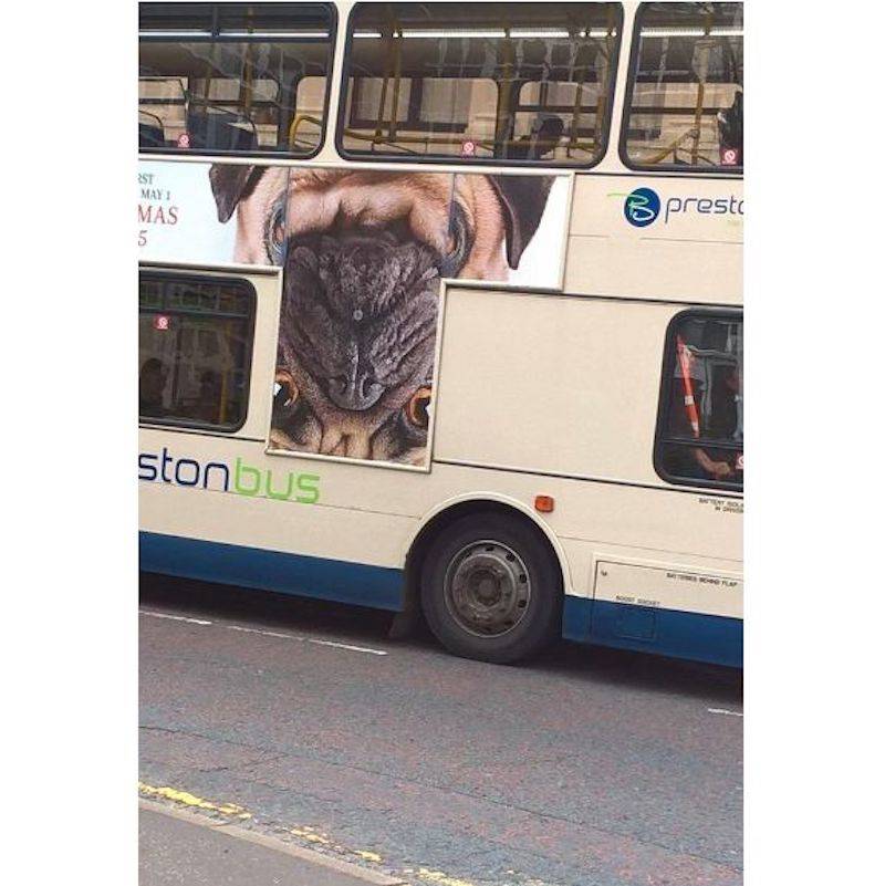 upside down pug photo on bus