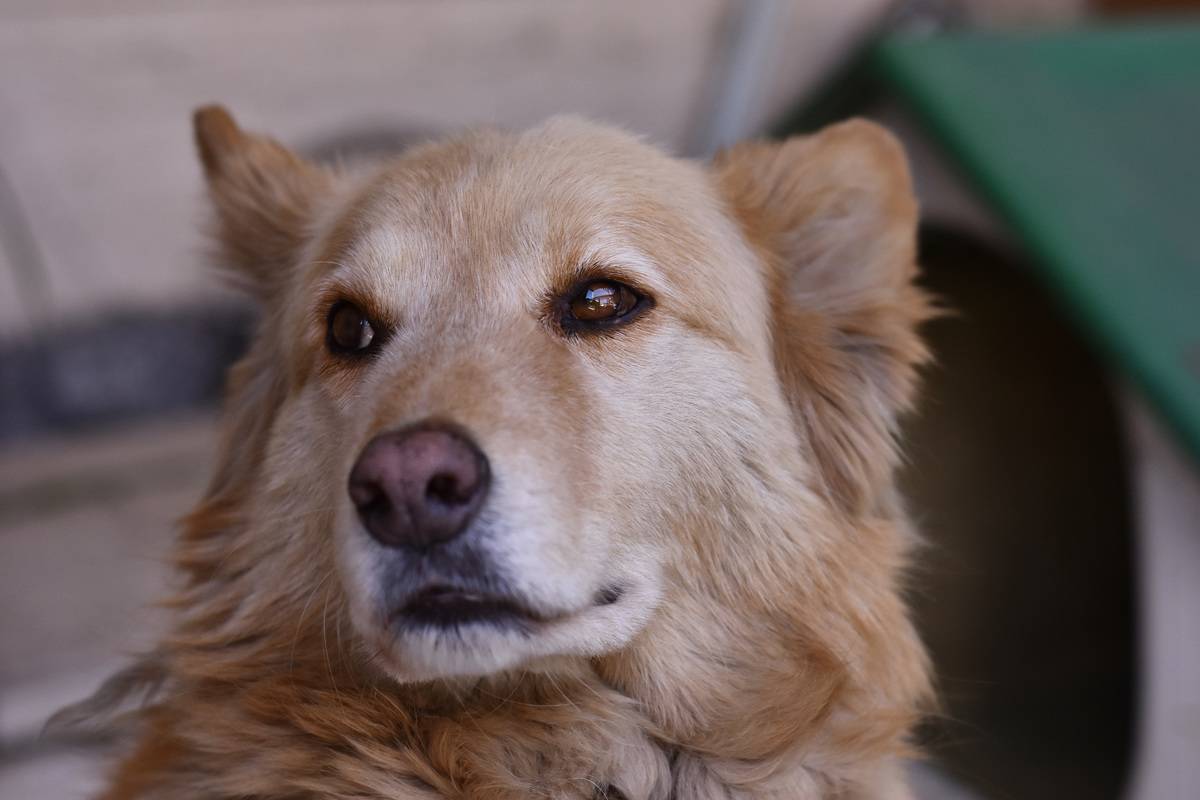 Labrador Retriver Dog In Mexico City