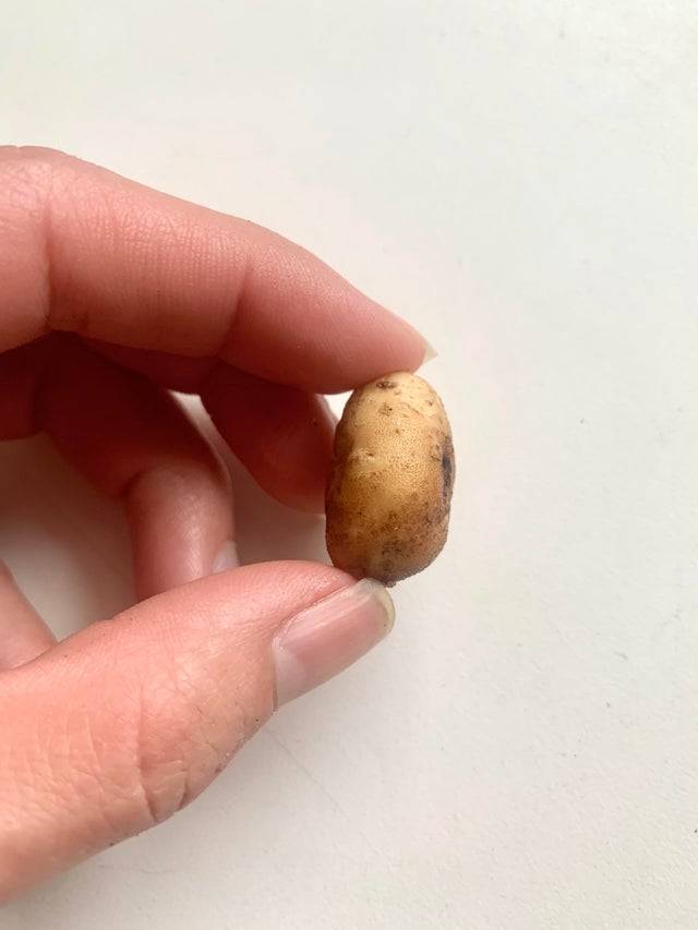 mini potato