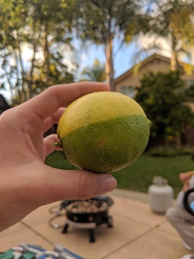 half lemon half lime