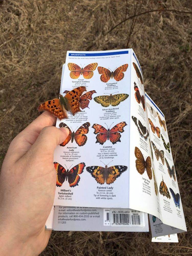 butterfly landed on butterfly guide