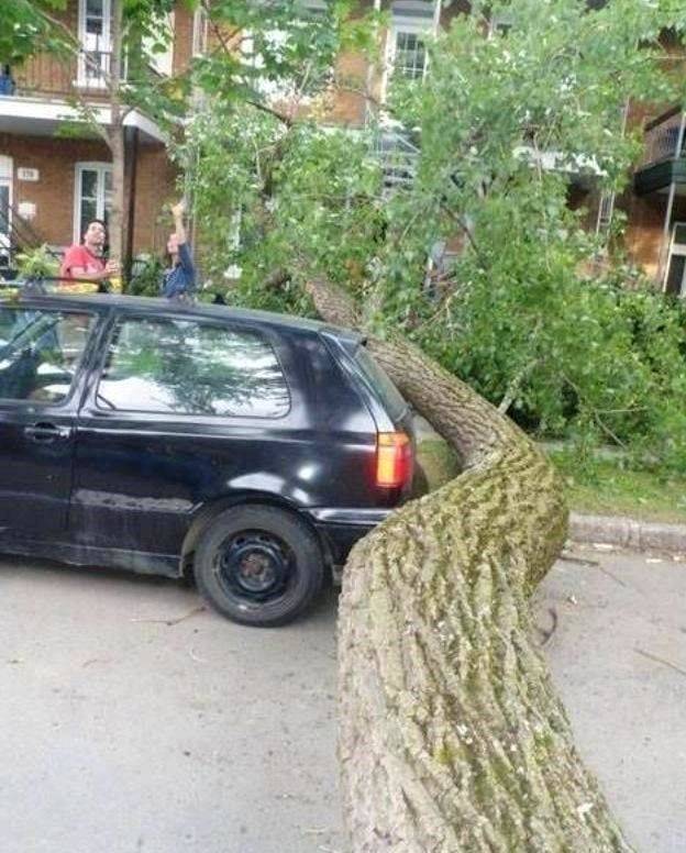 tree missed car when it fell over