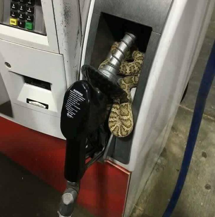 snake in the pump for gas