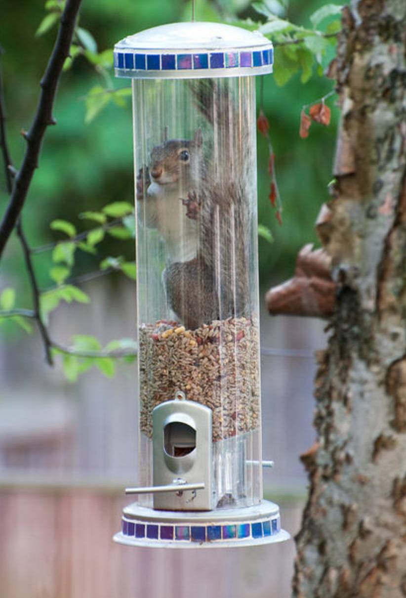 squirrel stuck inside of bird feeder