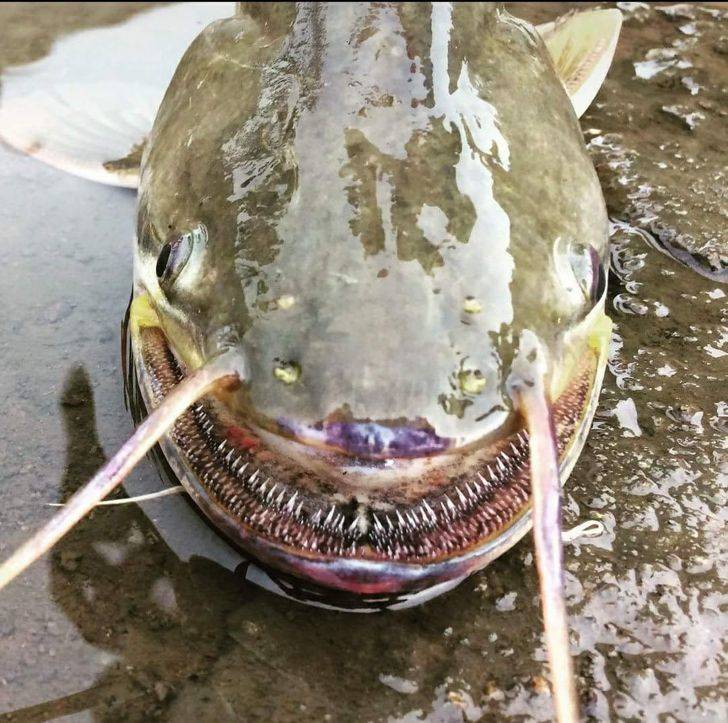 strange catfish in shallow water