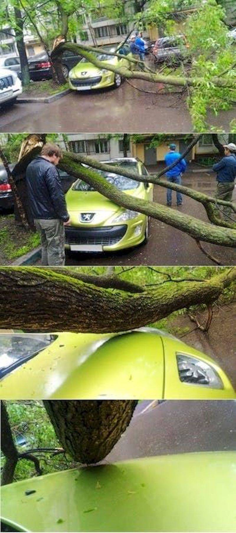 tree nearly missed car