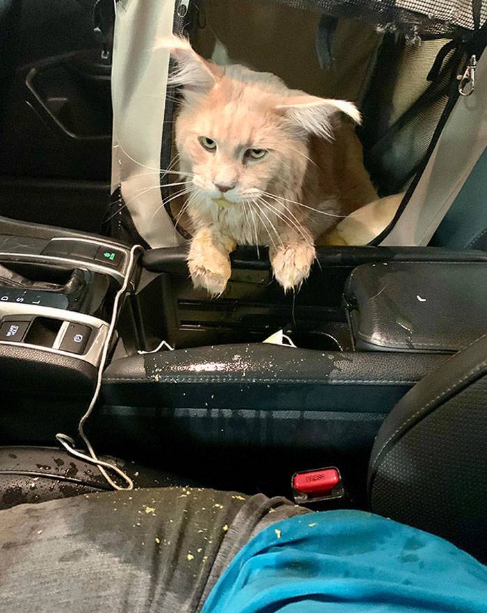 cat looking haggard in carrier, seems to have vomited