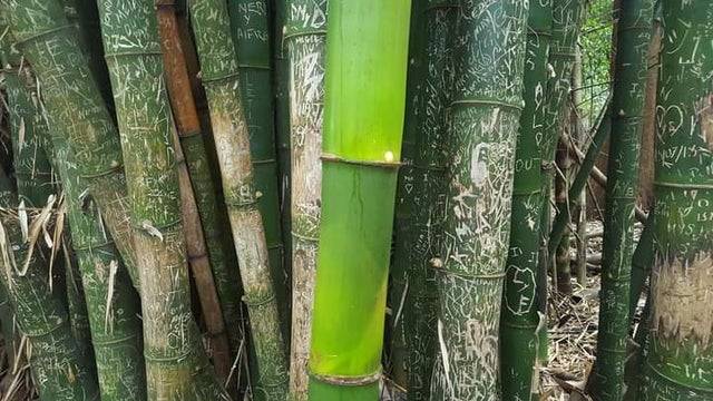clean bamboo stalk