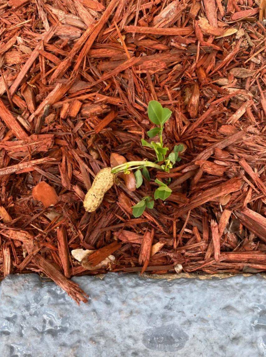 peanut plant